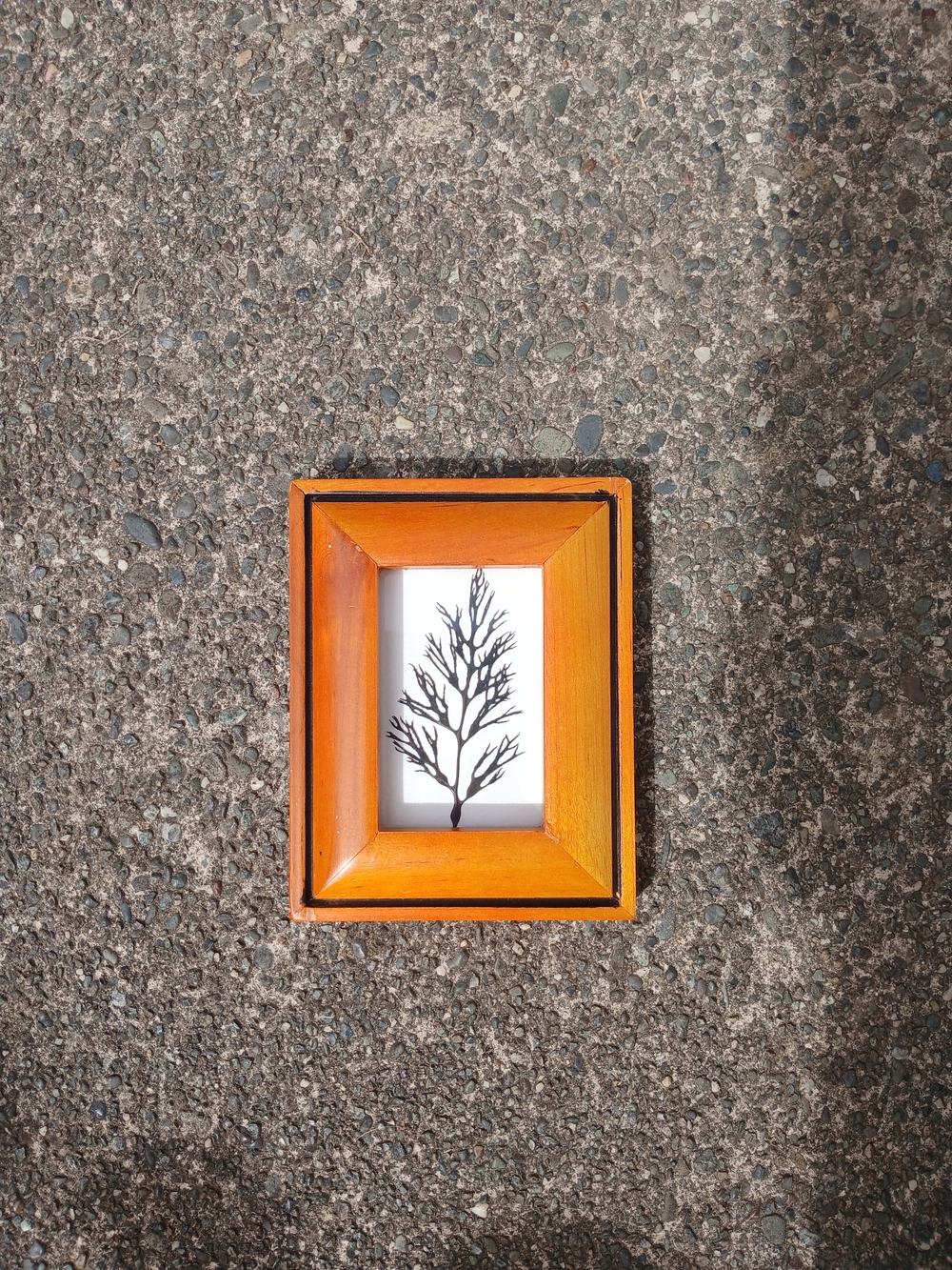 Orange Wooden Frame Wall Art with Black Botanical Print - Brand